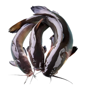 Catfishes