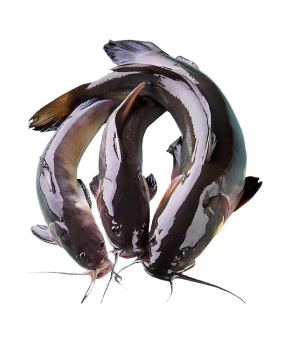 Catfishes