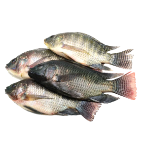 Tilapia