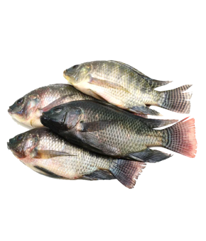 Tilapia
