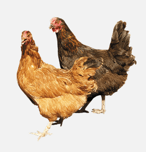Chickens