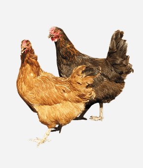 Chickens