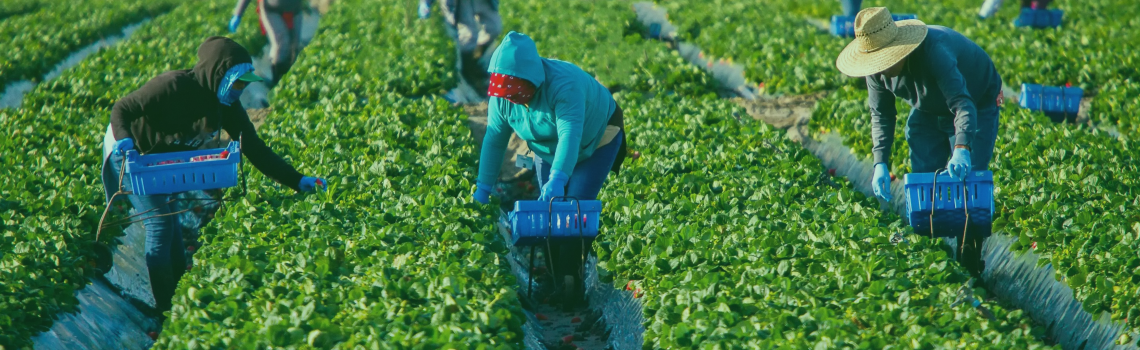 Top 10 Must-Have Farm Inputs Every Farmer Should Buy Online This Season
