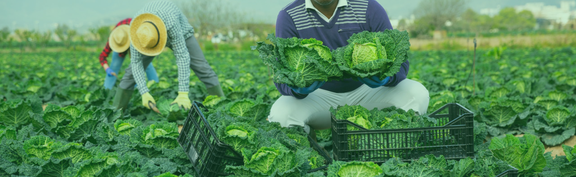 How E-Commerce is Revolutionizing Agriculture in Ghana